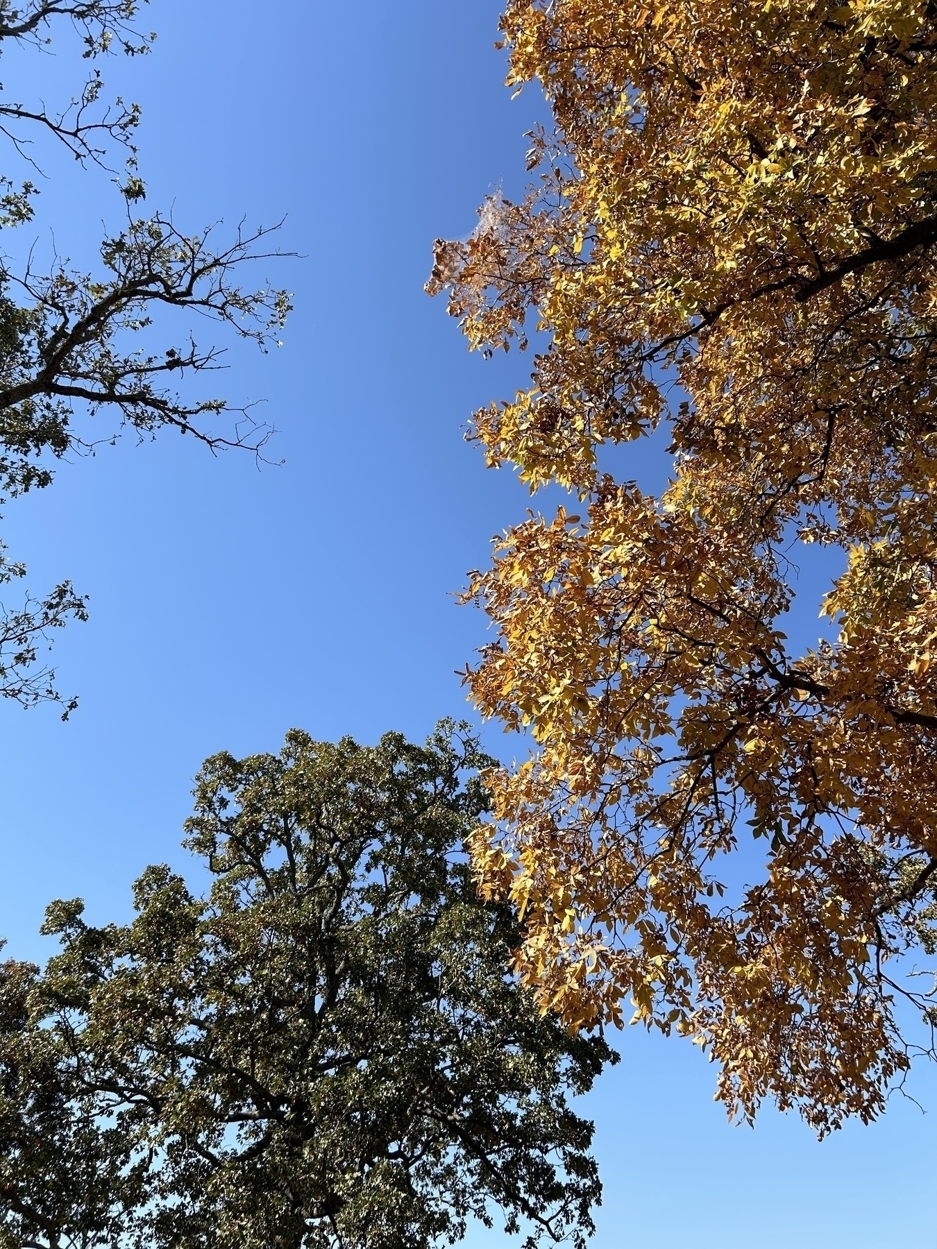 Photograph looking up into autumnal trees both golden and green