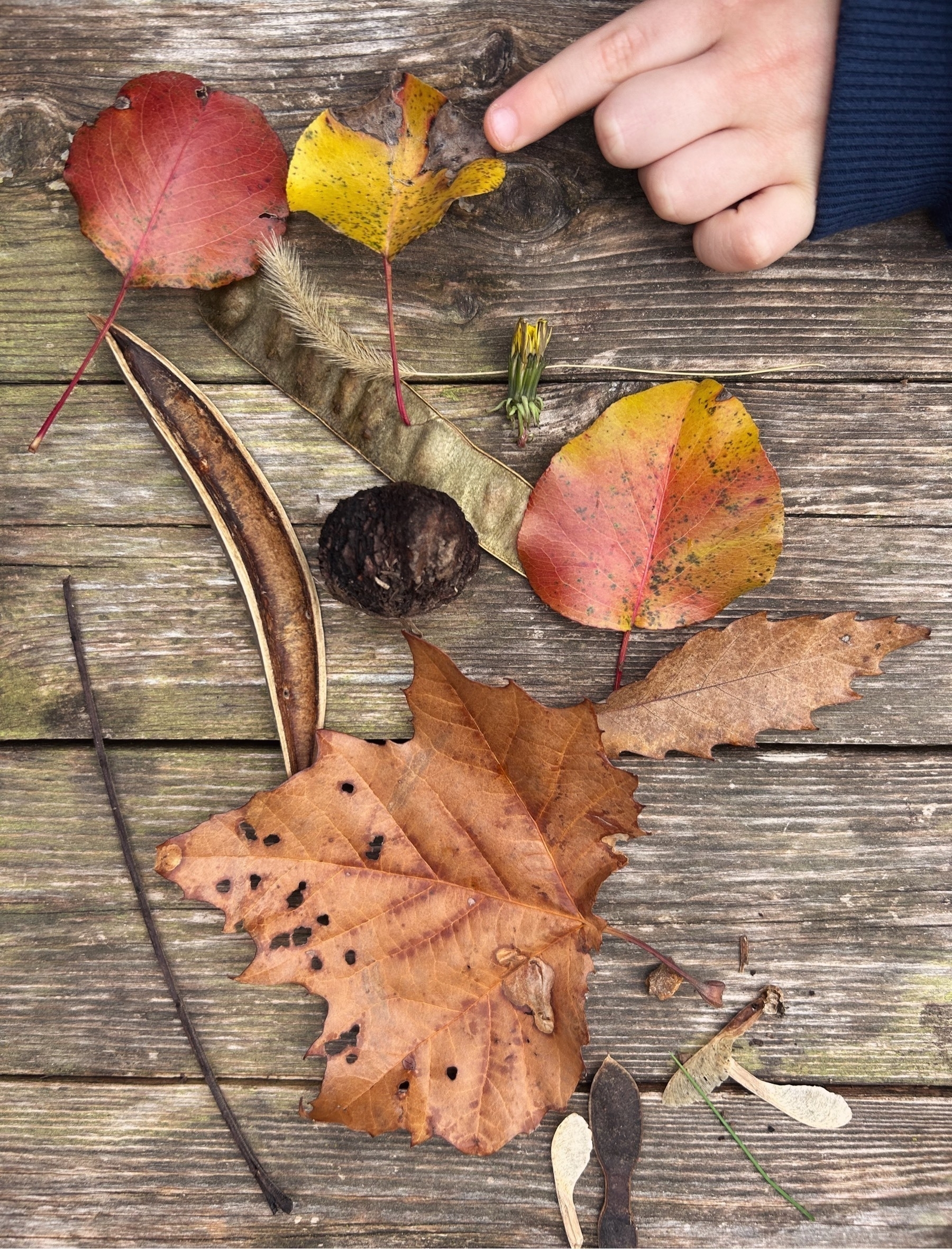 Leaves and seed pods on a wooden bench. A small pale hand points at a yellow leaf.